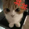 sammiereign4