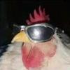 chickenkc