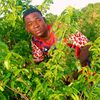 dan.gwamna84