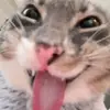 bulgiiii0