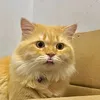 duynguyen12syder