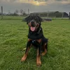 Rocky the Rottweiler