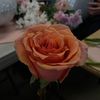 f.zahraa.s