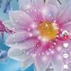 iris.rojas157