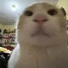 prvcarol