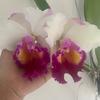 orquidea_tapia