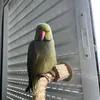 Horácio, o ringneck