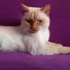 bovshik