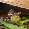 tortoise512