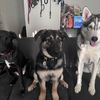 ghost.midnight.luna