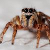 the.spider170