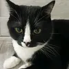 nessikpro77
