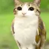 meowl_tiv2