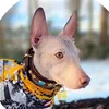 pawslilo