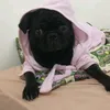 pugdaily