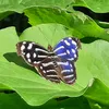karo_6093