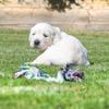 8goldenretrieverpups