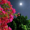 sayed8_1991