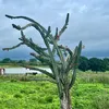 fazenda.mandacaru