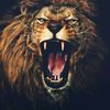 shafi.ahmadzai8