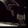 batsamore