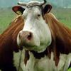 peeweecow