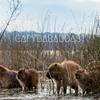 CapyBaraCoast