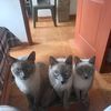 laquerendonadeanimales