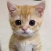 sarah_abdullah_._