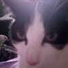 ilovemycat590