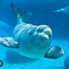 praisebeluga