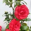 md.bablu528
