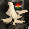 kotre_rasne_kurdustan