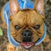 georgy_frenchy