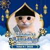 kucing_siap86