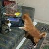 .mirvat.abounaoum
