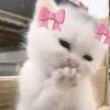 say_hayah
