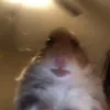 qunhnhtt