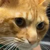 nekoischibi