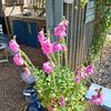 ourcommunityallotment