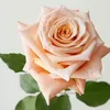 fatima.zeriahni