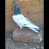 muhammad.nawaz141