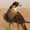 السفير 👑👑👑السفير