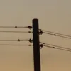 amyst_._