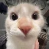 http_leee