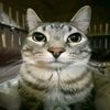 kilo_511