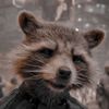 l_love_raccoons_