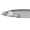 capelin27