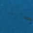 sarea593