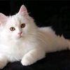 ayucantik7309